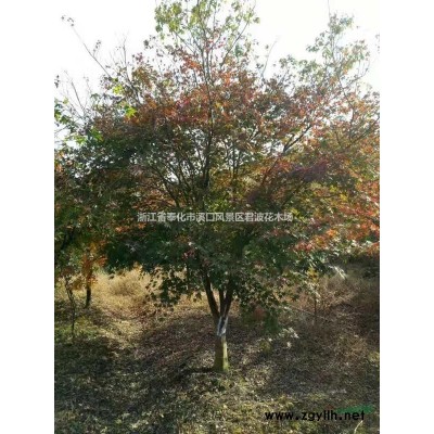 宁波地区常年供应5-20公分日本樱花日本早樱日本晚樱