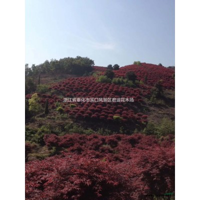 宁波美人茶 浙江美人茶价格