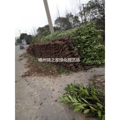 批发黄金槐3-15公分，嫁接年份长，枝条饱满，价格实惠放心购