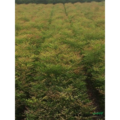 浙江水果兰批发价格便宜，精品小杯苗大桶苗，蓬性好，价格实惠