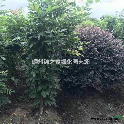 羽毛枫起苗现场 浙江是羽毛枫的主产地 今年我苗圃羽毛枫便宜批