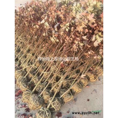 供应垂丝海棠D3-10，苗子漂亮土球好，产地直销