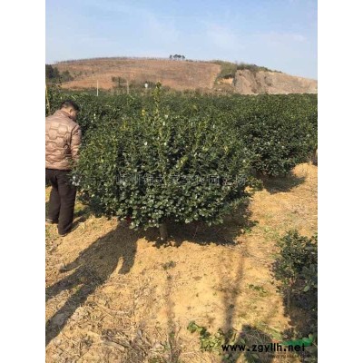 海桐小毛球大量供应，质量保证，价格实惠