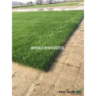 大量供应紫薇D3-12公分，数量2000，质量保证价格实惠