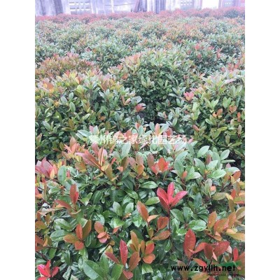 供应小叶栀子地栽苗容器苗，H25左右，数量30000棵