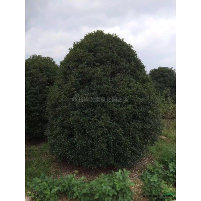 供应火棘球P80-120，球型密实，土球好，质量保证价格实惠