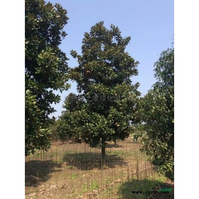供应海桐容器苗，地栽苗5万，H40左右苗子粗壮，量大从优