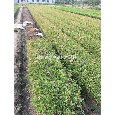供应丁香3-8公分，数量800棵，质量保证，价格实惠