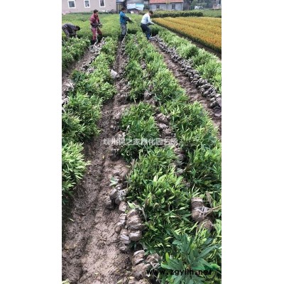 供应茶梅地栽苗色块，大杯容器苗，P80-120实球