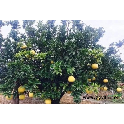 处理一批海桐球 大叶黄杨球 P100-150