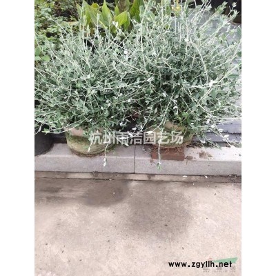 供应兰花三七、阔叶麦冬、吉祥草、石蒜