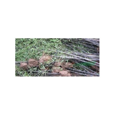 南天竹大毛球 大球 供应 苗圃低价直销