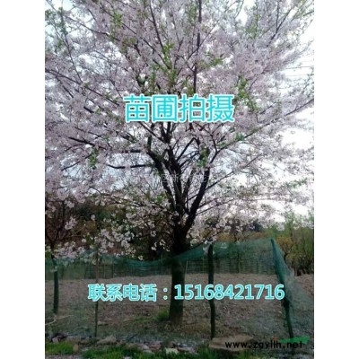 出售120双色杯紫娇花，二加仑紫叶美人焦，花叶美人焦和青叶红花美人焦