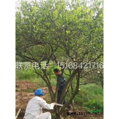 出售各类草花盆栽：火星花