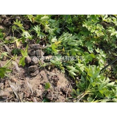 亮晶女贞小杯0.65元 杭州亮晶女贞小杯行情报价/亮晶女贞小杯0.65元 杭州亮晶女贞小杯图片展示