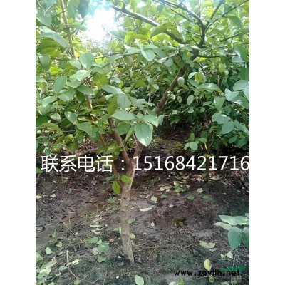 供应高50-80公分小叶女贞200万棵