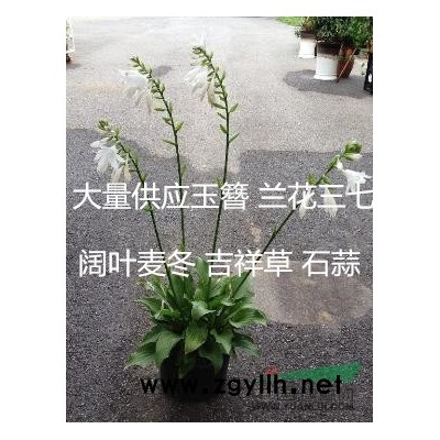 苗圃直销 低价直供 盆栽地龙和地柏杯苗