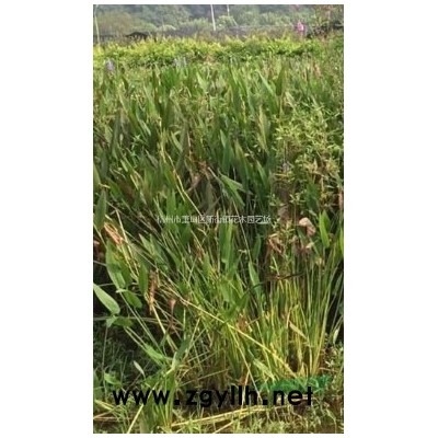 供应红梅、美人梅、塔柏、小龙柏、桧柏、红梅