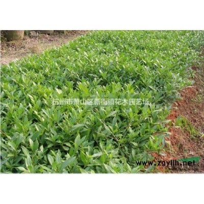 供应塔柏、龙柏、撒金柏、铺地柏、侧柏、松柏工程苗