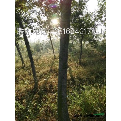 黄金菊 六道木 蜀桧 石楠球 红叶石楠毛球 毛鹃毛球 龟甲冬青毛球直销低价