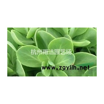 低价直销各规格茶梅球 龟甲冬青球 毛鹃球 无刺枸骨球 欢迎新老客户联系 *可发