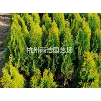 低价供应纸莎草、聚草、苦草-各类水草 *直销中