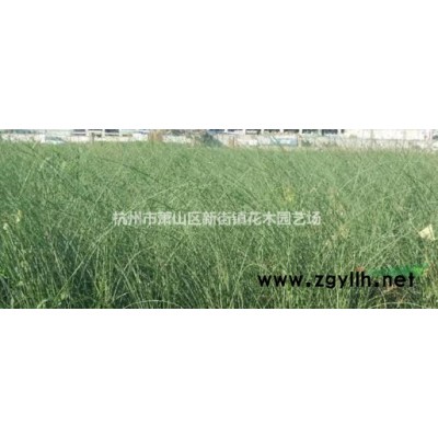 大量供应银边麦冬 金边麦冬 吉祥草 兰花三七各种草花