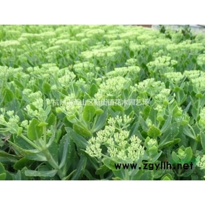 常年批常绿水生鸢尾 水生鸢尾 水生鸢尾价格 西伯利亚鸢尾 德