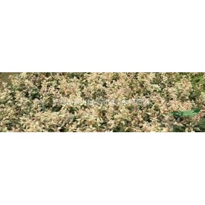 直供优质美人蕉 红花 黄花 粉花 花叶 紫叶美人蕉常年供应