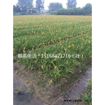 水生植物基地批常绿水生鸢尾 水生鸢尾 水生鸢尾价格 西伯利亚