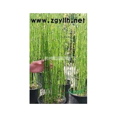 浙江低价批发苦草、聚草、菹草、黑藻、狐尾藻、金鱼藻