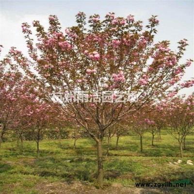 黄菖蒲、水芹、慈姑、芦苇、红草、鱼腥草、千屈菜、香蒲、水葱