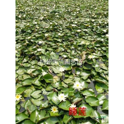 实体店供应石竹 金鱼花 风信子 等 欢迎前来选购