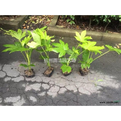 水生花卉挺水植物鱼塘池塘植物 净化水质花卉水池造景湿地绿化苗