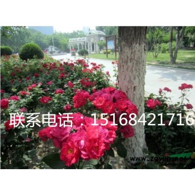 水培土培植物 常春藤吸甲醛净化空气 室内桌面花卉绿植包邮