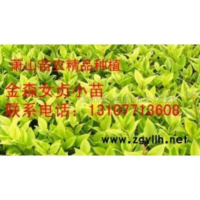 绿化工程苗 围墙 绿篱 篱笆 苗 小丑火棘小苗