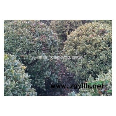 日本矮麦冬玉龙草花园植物四季常青长不高草苗庭院别墅绿化耐践踏