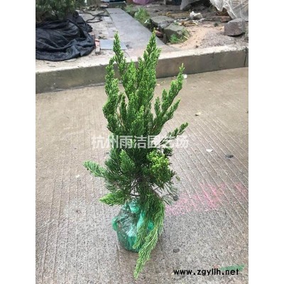 花镜地被植物粉黛乱子草盆栽棕红苔草多年生观叶植物毛芒乱子草