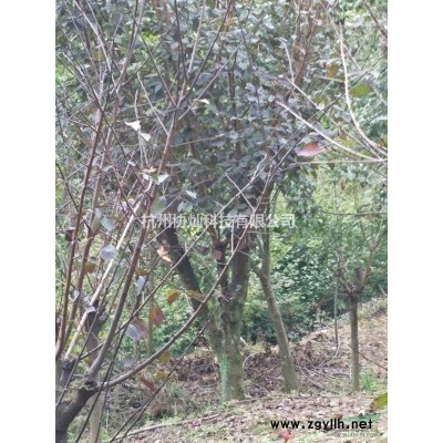 供应精品老树杏梅20--35公分