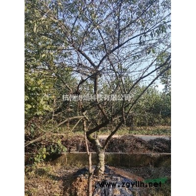 沙朴大规格25公分/30公分/35公分/55公分出售