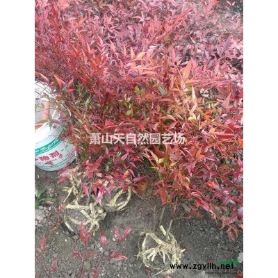 精品 碧桃 花桃  D4-12公分