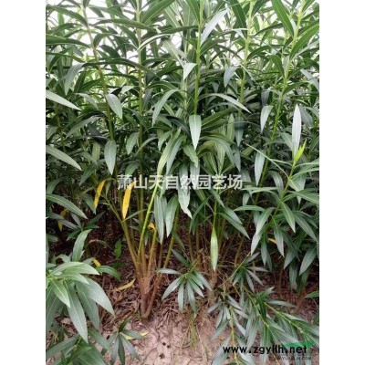 金叶苔草 H20