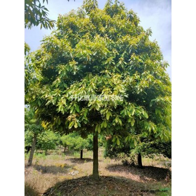 优质特价闽楠4-18公分产地直销 闽楠基地直供 闽楠价格