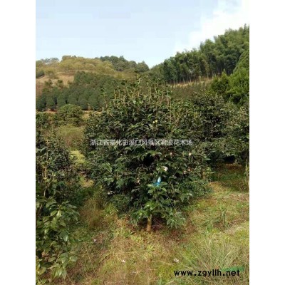 宁波哪里能买到质量好的樱花，樱花多少钱一颗