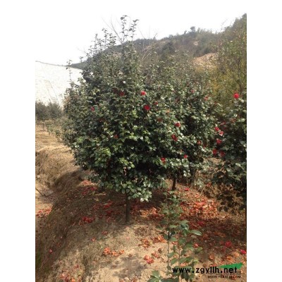 浙江宁波日本樱花造型优美，日本早晚樱质美价廉哪里有卖