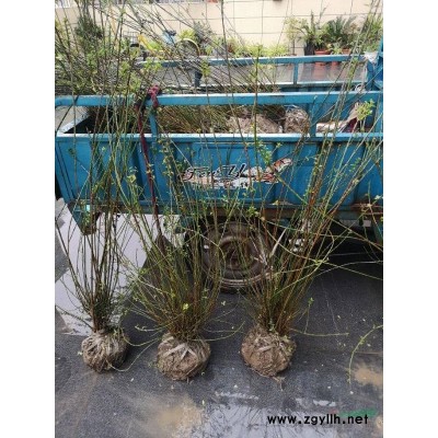 草花十大功劳哪里多 浙江十大功劳便宜 今年十大功劳浙江多