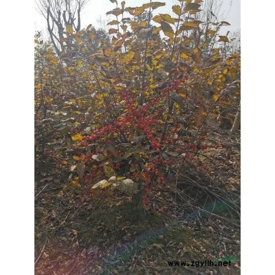 今年红玉兰浙江便宜批发 红玉兰零售报价多少钱 精品红玉兰报价