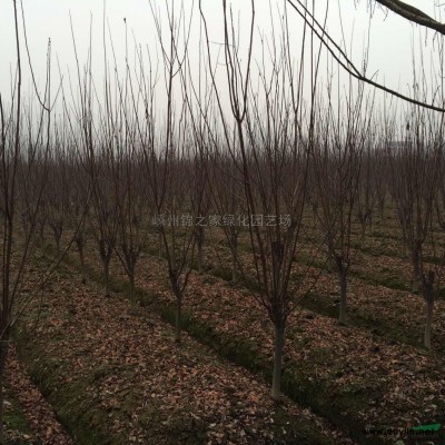 今年慈孝竹价格 浙江慈孝竹报价 慈孝竹浙江便宜 精品慈孝竹