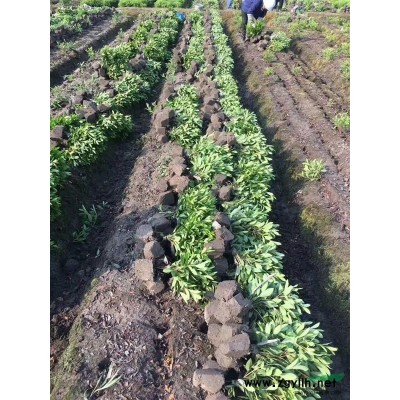 供应羽毛枫D3-8，高杆低杆都有，蓬型大土球好量大价优