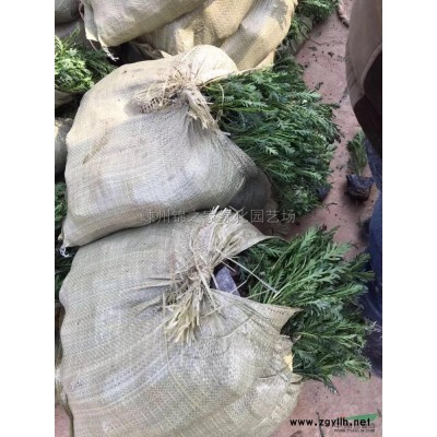 金森女贞小毛球大量供应，质量保证，价格实惠